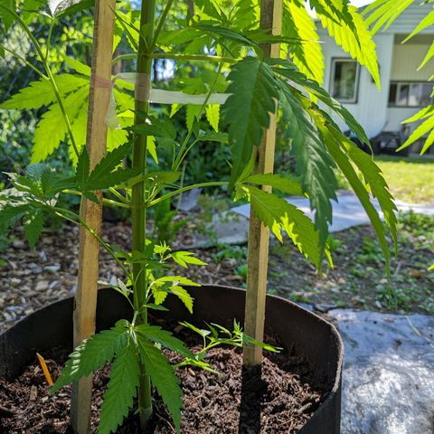 Dutch Hawaiian F2 growlog timeline photo