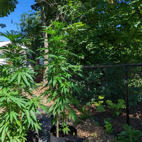 Dutch Hawaiian F2 growlog timeline photo