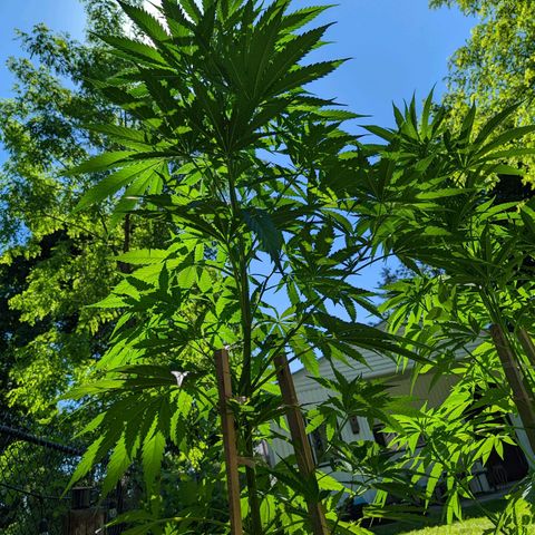 Dutch Hawaiian F2 growlog timeline photo