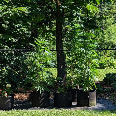 Dolato F2 growlog timeline photo