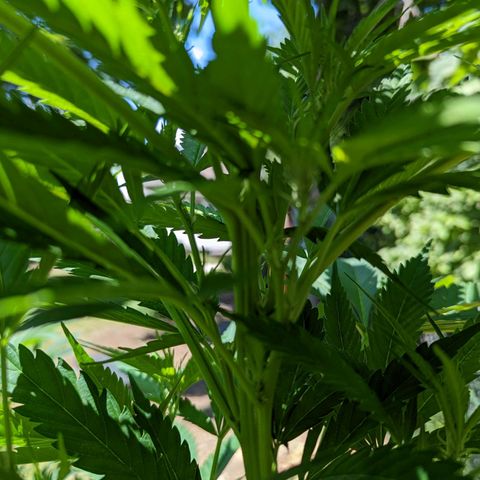 Dutch Hawaiian F2 growlog photo: Cylx development!