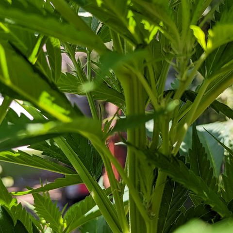 Dutch Hawaiian F2 growlog photo: Cylx development!