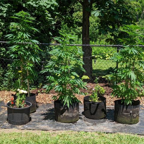 Dolato F2 growlog timeline photo
