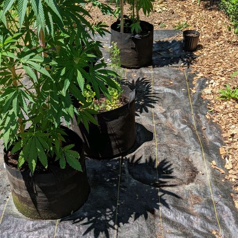 Dolato F2 growlog timeline photo
