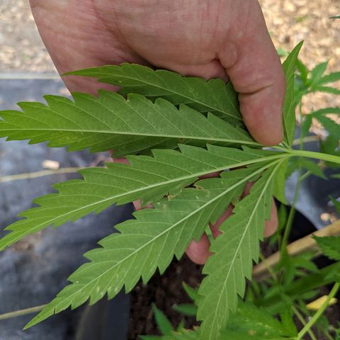 Dutch Hawaiian F2 growlog photo: Noteable aphid activity. Day 2, (no)Bug Spray x Protec Spray full coverage application