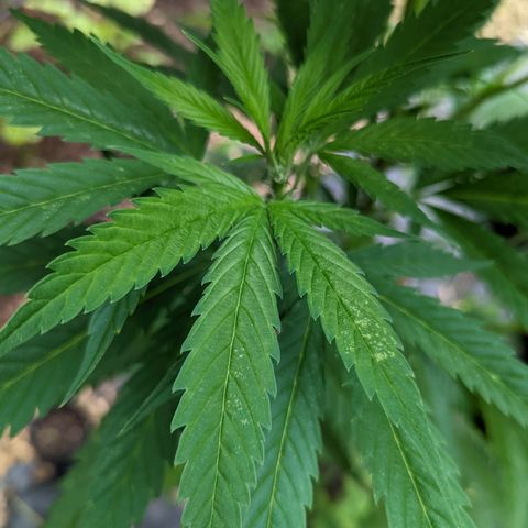 Dutch Hawaiian F2 growlog photo: Noteable aphid activity. Day 2, (no)Bug Spray x Protec Spray full coverage application