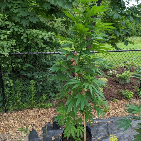 Dutch Hawaiian F2 growlog photo: Noteable aphid activity. Day 2, (no)Bug Spray x Protec Spray full coverage application