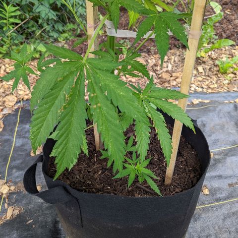 Dutch Hawaiian F2 growlog photo: Noteable aphid activity. Day 2, (no)Bug Spray x Protec Spray full coverage application
