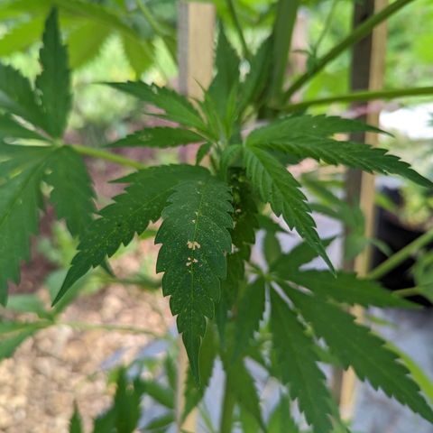 Dutch Hawaiian F2 growlog photo: Noteable aphid activity. Day 2, (no)Bug Spray x Protec Spray full coverage application
