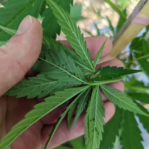 Dutch Hawaiian F2 growlog photo: Noteable aphid activity. Day 2, (no)Bug Spray x Protec Spray full coverage application