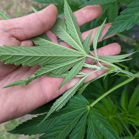 Dolato F1 growlog photo: Noteable aphid activity. Day 2, (no)Bug Spray x Protec Spray full coverage application