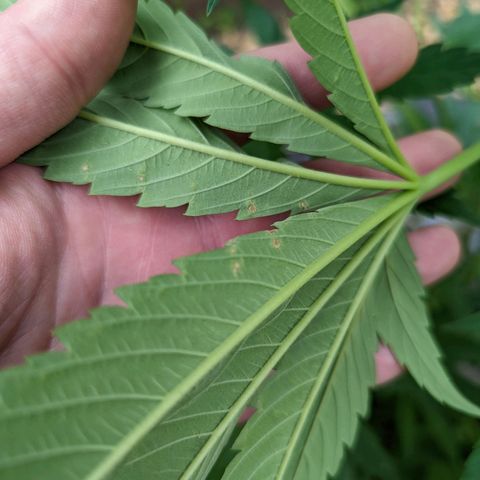 Dolato F1 growlog photo: Noteable aphid activity. Day 2, (no)Bug Spray x Protec Spray full coverage application