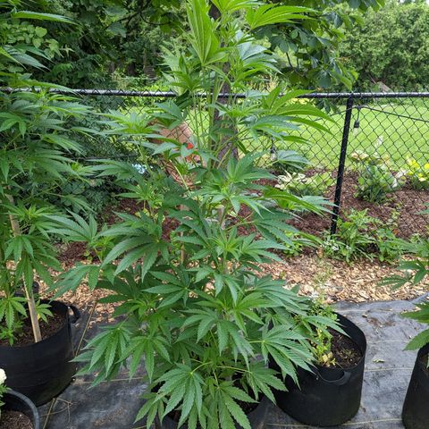 Dolato F1 growlog photo: Noteable aphid activity. Day 2, (no)Bug Spray x Protec Spray full coverage application