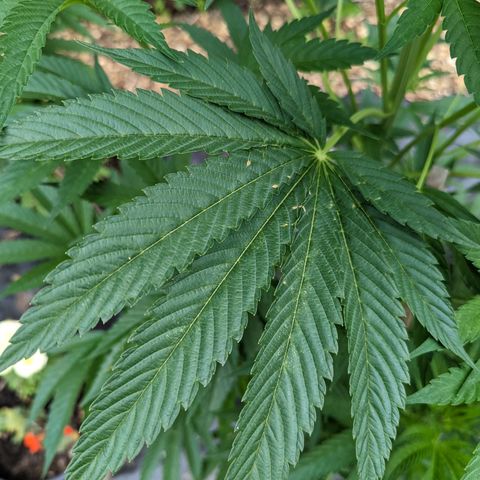 Dolato F1 growlog photo: Noteable aphid activity. Day 2, (no)Bug Spray x Protec Spray full coverage application