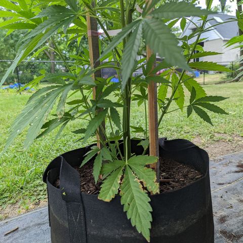 Dolato F2 growlog photo: Noteable aphid activity. Day 2, no action regaing insecticide treatment. Control