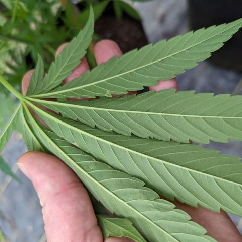Dolato F2 growlog photo: Noteable aphid activity. Day 2, no action regaing insecticide treatment. Control