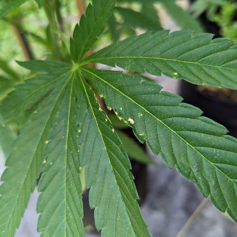 Dolato F2 growlog photo: Noteable aphid activity. Day 2, no action regaing insecticide treatment. Control