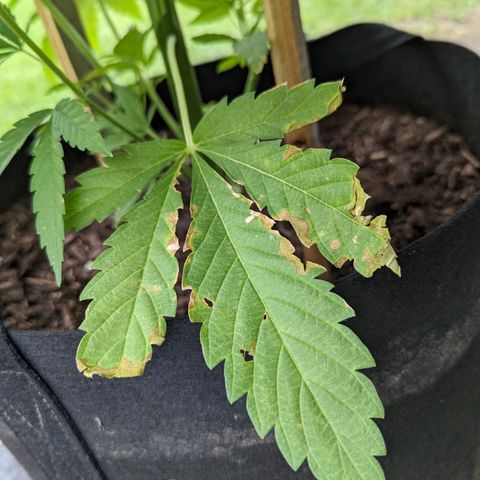 Dolato F2 growlog photo: Noteable aphid activity. Day 2, no action regaing insecticide treatment. Control