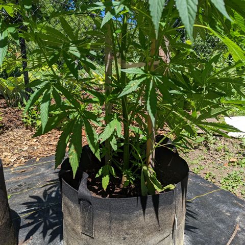 Dolato F2 growlog timeline photo