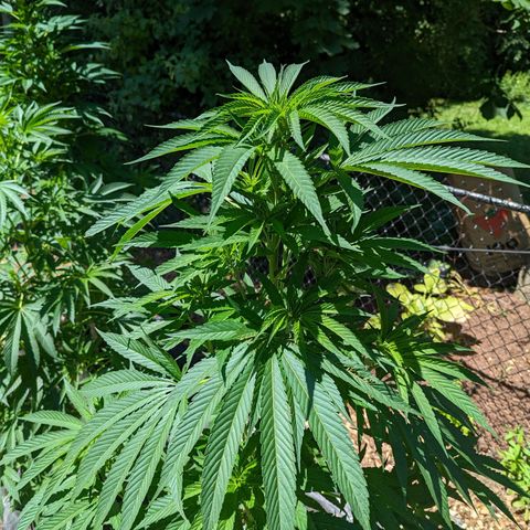 Dolato F2 growlog timeline photo
