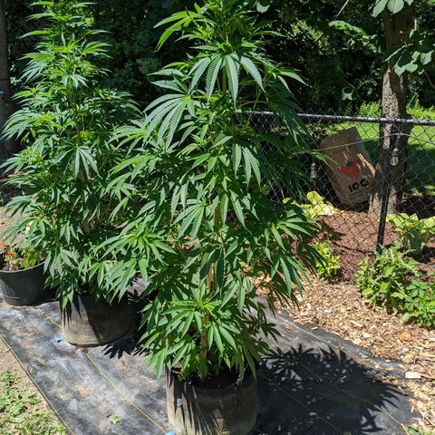 Dolato F2 growlog timeline photo