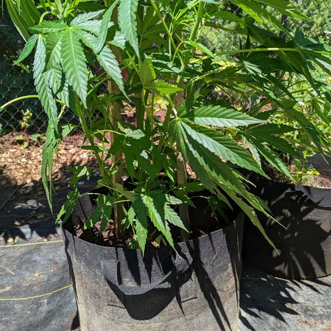 Dolato F1 growlog timeline photo