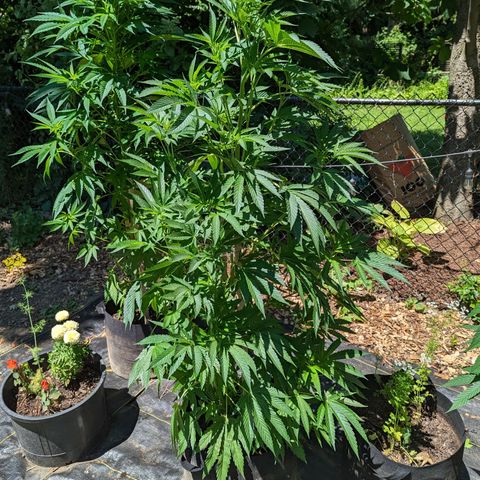 Dolato F1 growlog timeline photo