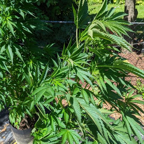 Dolato F1 growlog timeline photo