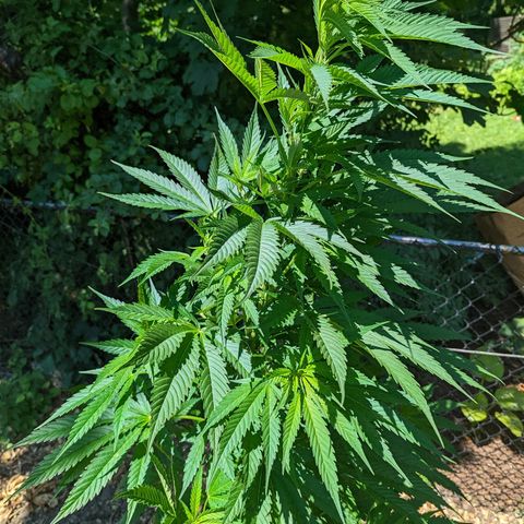 Dutch Hawaiian F2 growlog timeline photo
