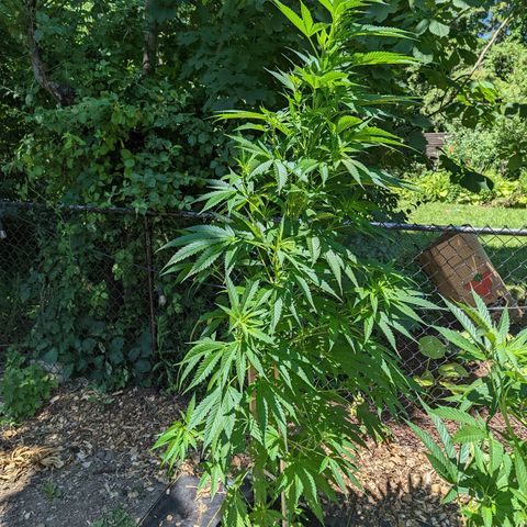 Dutch Hawaiian F2 growlog timeline photo