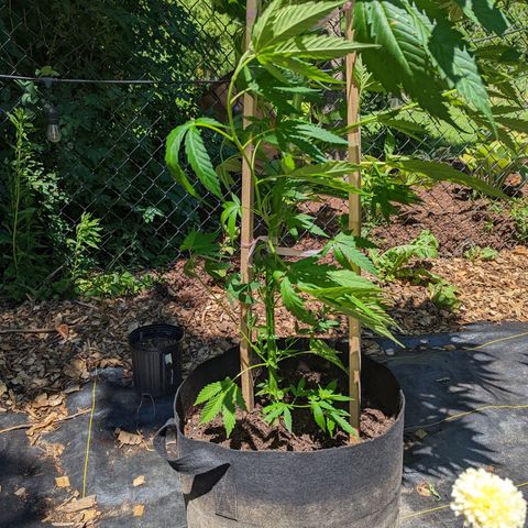 Dutch Hawaiian F2 growlog timeline photo