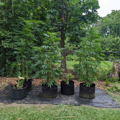 Dolato F2 growlog timeline photo