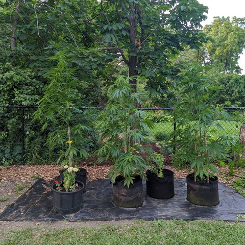Dolato F2 growlog photo: 1/4 CW TURN