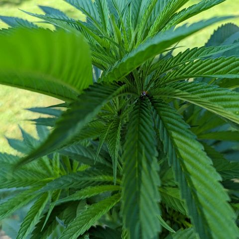 Dolato F2 growlog photo: 💪🐞💪!