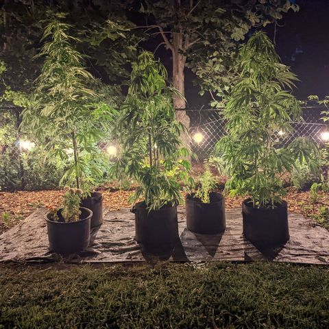 Dolato F2 growlog photo: ✨✨