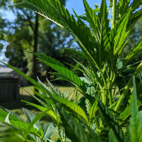 Dolato F2 growlog timeline photo