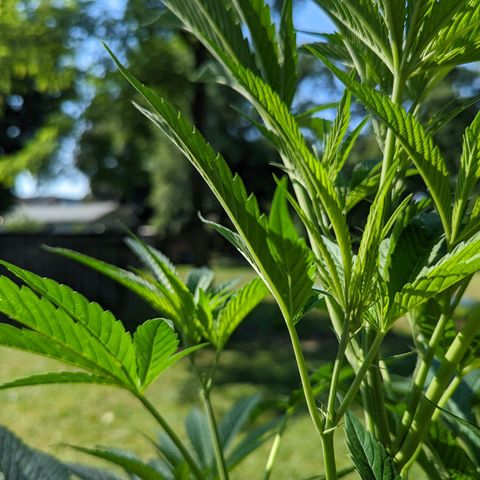 Dolato F1 growlog timeline photo