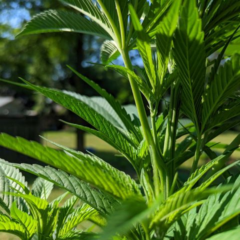 Dutch Hawaiian F2 growlog timeline photo