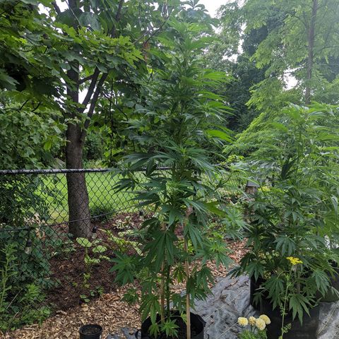 Dutch Hawaiian F2 growlog photo: Lower branch trimming 