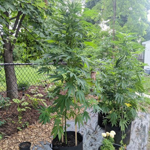 Dutch Hawaiian F2 growlog photo: Lower branch trimming 