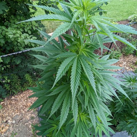 Dutch Hawaiian F2 growlog photo: Lower branch trimming 