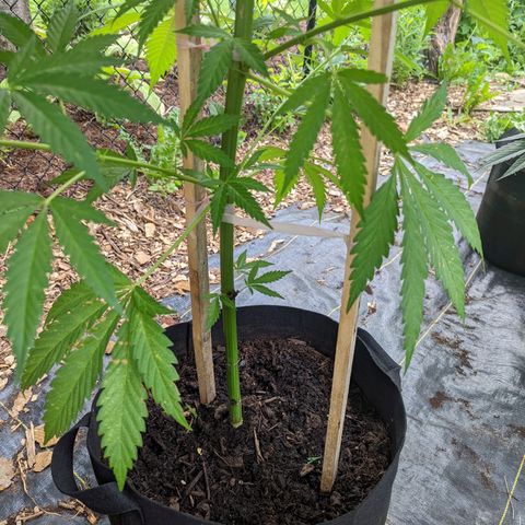Dutch Hawaiian F2 growlog photo: Lower branch trimming 