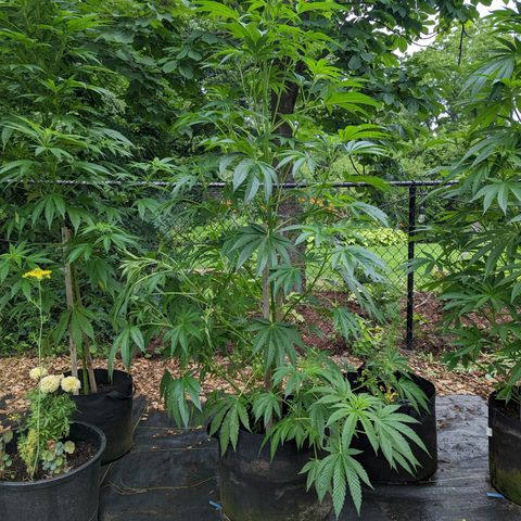 Dolato F1 growlog photo: LST by Wire bi-clip v1.0