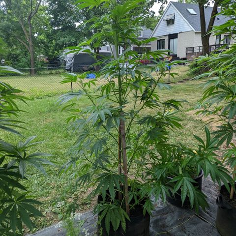 Dolato F1 growlog photo: LST by Wire bi-clip v1.0