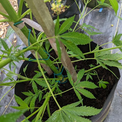 Dolato F1 growlog photo: LST by Wire bi-clip v1.0