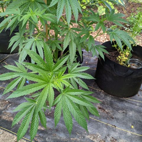 Dolato F1 growlog photo: LST by Wire bi-clip v1.0