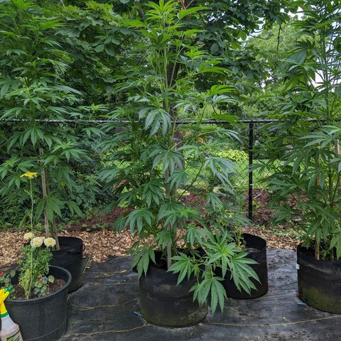 Dolato F1 growlog photo: LST by Wire bi-clip v1.0