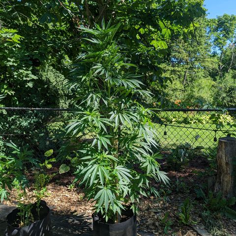 Dolato F2 growlog timeline photo