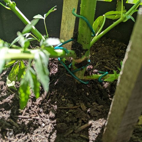 Dolato F1 growlog timeline photo