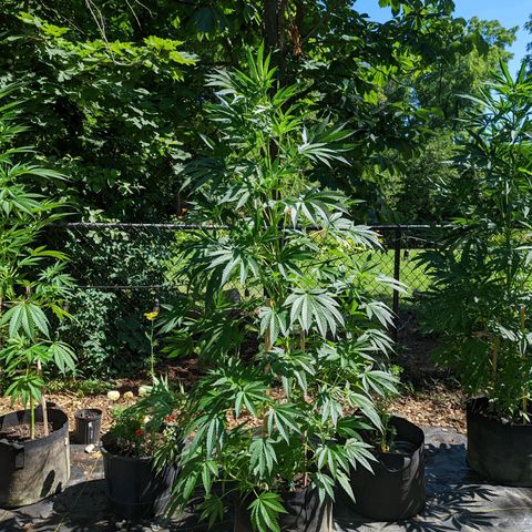 Dolato F1 growlog timeline photo